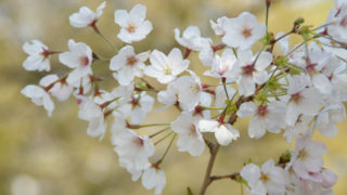 cherry_blossom_petals-320x180.jpg